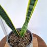Snake plant Image 4