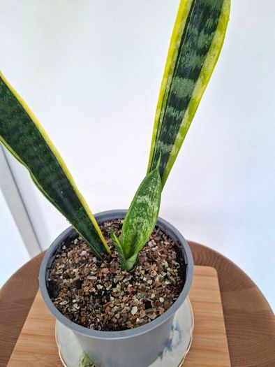 Snake plant