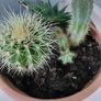 Cactus pot Image 5