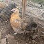 Chickens Image 2
