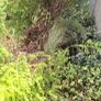 Free Plants/bushes Image 4