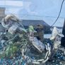 fish tank Image 6