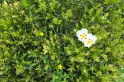 Flower bush Cistus ladanifer (Common Gum Cistus)