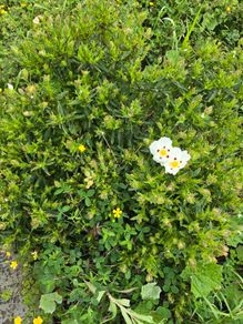 Flower bush Cistus ladanifer (Common Gum Cistus)