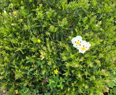 Flower bush Cistus ladanifer (Common Gum Cistus)