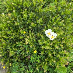 Flower bush Cistus ladanifer (Common Gum Cistus)