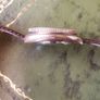 Cronos watch in Bronze Image 3