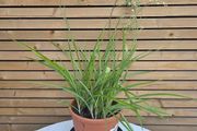 Large Spider Plant