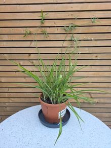 Large Spider Plant