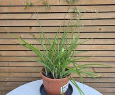 Large Spider Plant