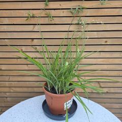 Large Spider Plant