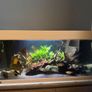 Fish Image 3
