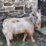pygmy goats Image 2