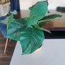 Faux Plant Image 2