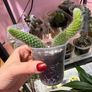 Monkey Tail Cactus Image 6