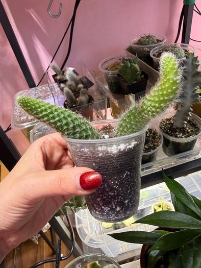 Monkey Tail Cactus