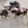 2 Shire Horses Image 3