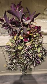 Trailing house plants  in one pot. 50cm x 80cm or 50cm x 100cm.  3Tradescantias : Zebrina, Nanouk and Purple Heart