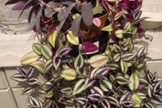 Trailing house plants  in one pot. 50cm x 80cm or 50cm x 100cm.  3Tradescantias : Zebrina, Nanouk and Purple Heart