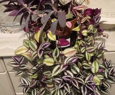 Trailing house plants  in one pot. 50cm x 80cm or 50cm x 100cm.  3Tradescantias : Zebrina, Nanouk and Purple Heart