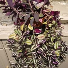 Trailing house plants  in one pot. 50cm x 80cm or 50cm x 100cm.  3Tradescantias : Zebrina, Nanouk and Purple Heart