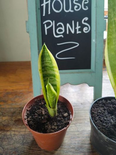 Mother in laws tongue house plant