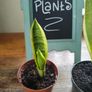 Mother in laws Tongue House plant Image 2