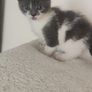 kittens Free to good homes Image 4