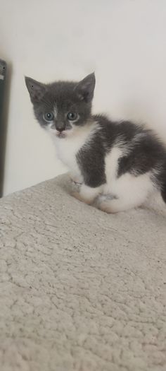 kittens Free to good homes