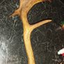 Antique antler Image 2