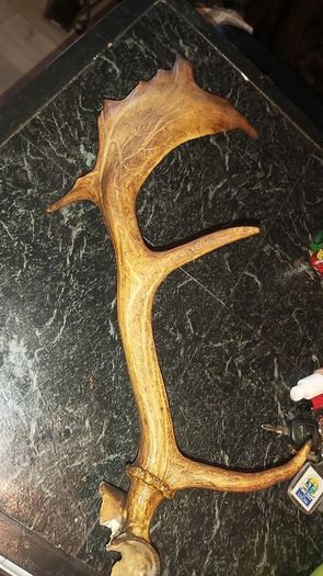 Antique antler