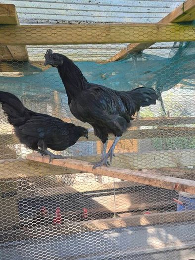 Ayam Cemani Rooster and Hens