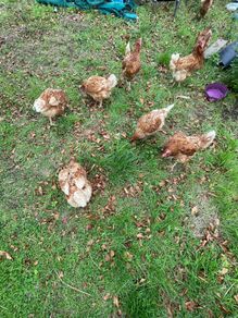 poultry hens