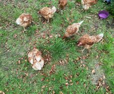 poultry hens