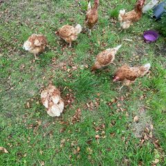 poultry hens