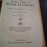 The pocket guide to wild flowers 1956 Image 9