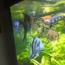trigon 350l juwel fish tank Image 6