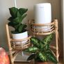 Plant Stand Image 2