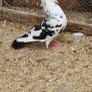 pigeons Image 4