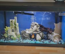 Aqua Dreams 60 | fish tank