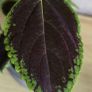 indoor plant in pot Image 4