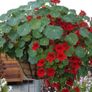 Variety of Nasturtium seeds from 1euro Image 4