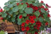 (N) Nasturtium Black Velvet seeds 2g (414864)