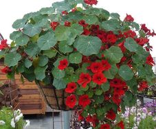 (N) Nasturtium Black Velvet seeds 2g (414864)