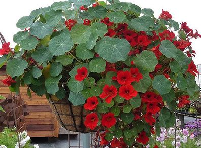 (N) Nasturtium Black Velvet seeds 2g (414864)