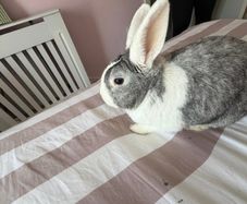 rabbit