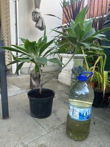 Extra large Echium Candicans - Pride of Madeira
