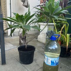Extra large Echium Candicans - Pride of Madeira