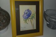 Signed Watercolour of Anemone Flower