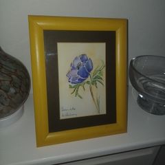 Signed Watercolour of Anemone Flower